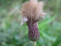 cChampagne (R. Formica)
